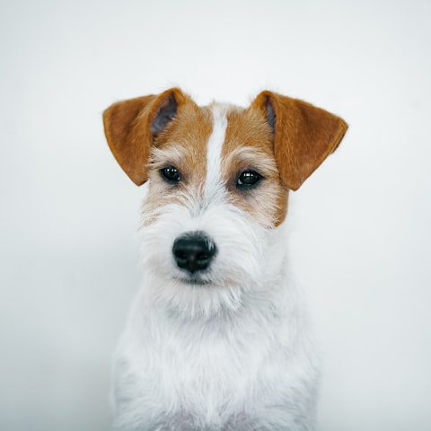 Pets & Pet Supplies